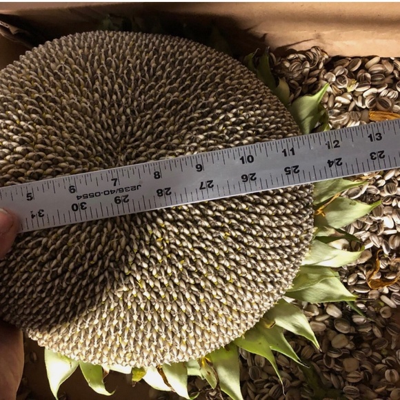 BULK 1000~FRESH Huge 14' MAMMOTH Helianthus Sunflower Seeds All ORGANIC Heirloom - Picture 4 of 4